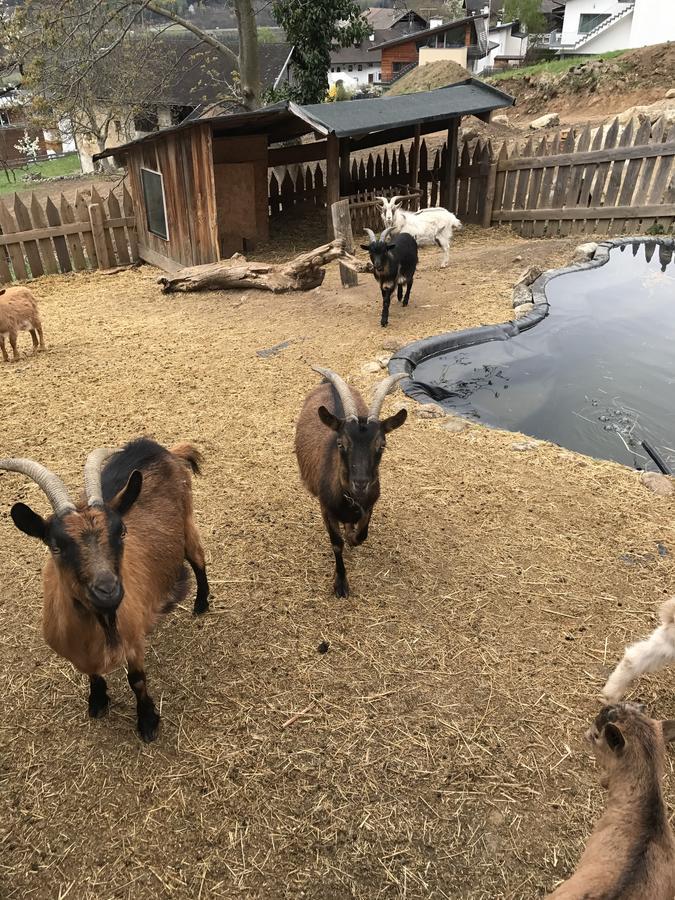 Gasserhof Aicha Natz-Schabs Dış mekan fotoğraf